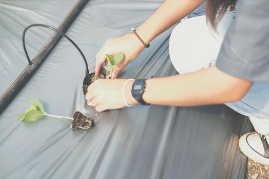 hand growing planting melon plant seedling sprout
