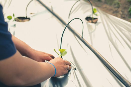 hand growing planting melon plant seedling sprout