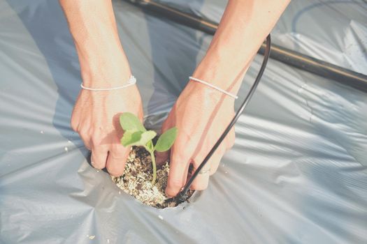 hand growing planting melon plant seedling sprout