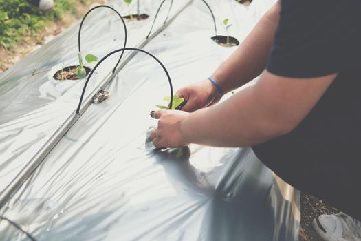 hand growing planting melon plant seedling sprout