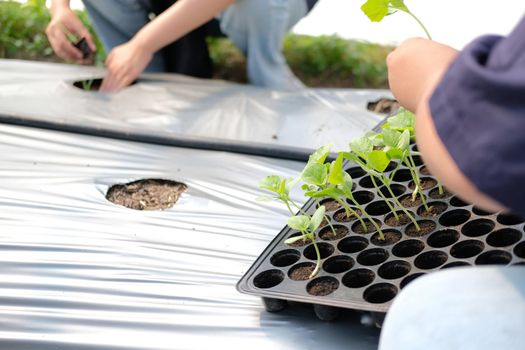 hand growing planting melon plant seedling sprout