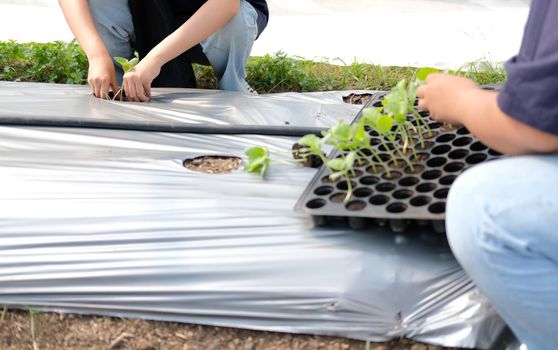hand growing planting melon plant seedling sprout