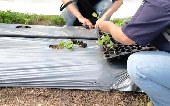 hand growing planting melon plant seedling sprout