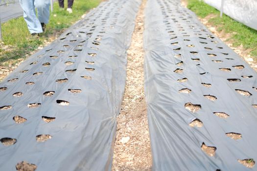plastic mulch used to suppress weeds with hole for growing plant on vegetable bed