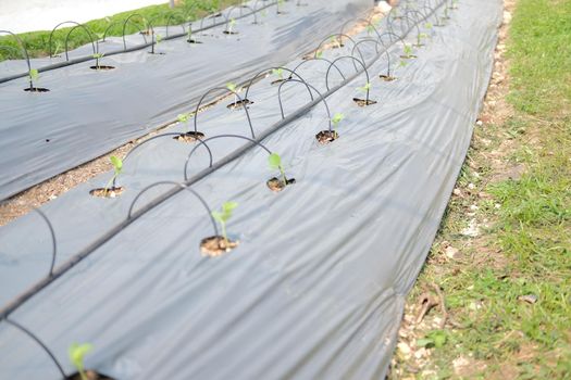drip water irrigation system for growing melon plant