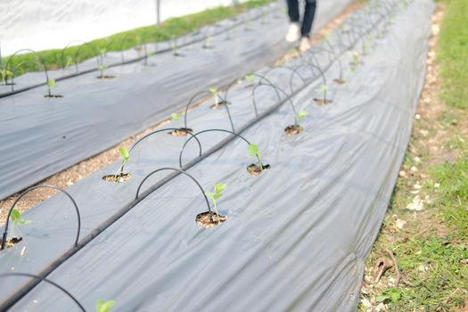 drip water irrigation system for growing melon plant