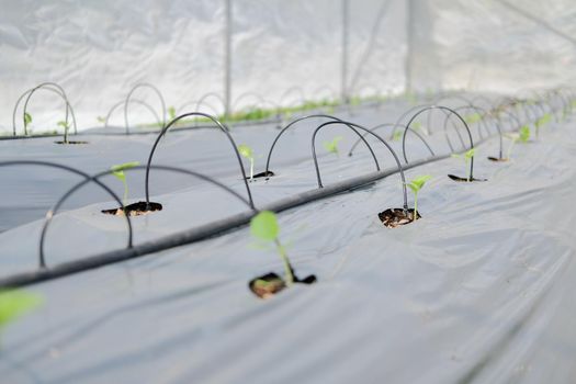 drip water irrigation system for growing melon plant