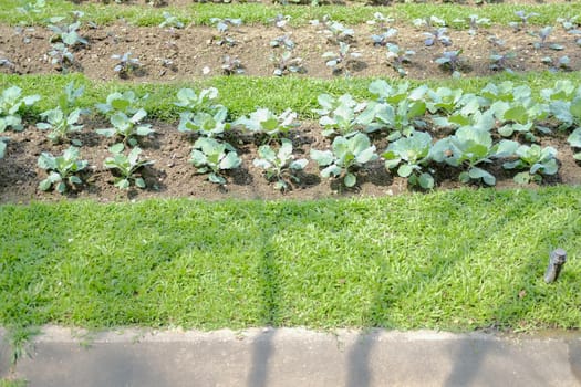 vegetable plant growing in garden