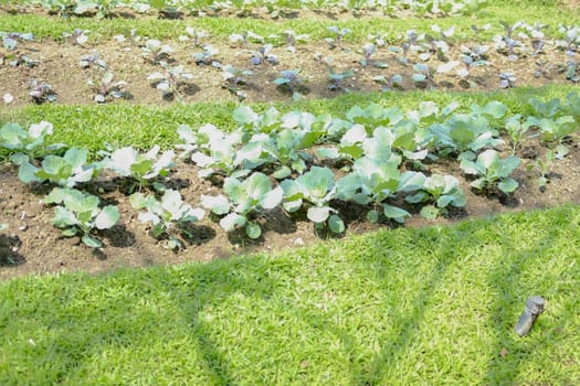 vegetable plant growing in garden