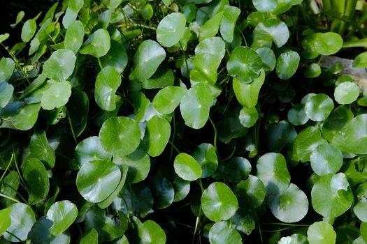 Water Pennywort plant growing in water