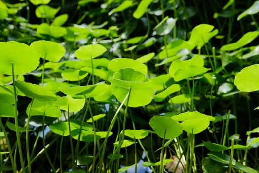 Water Pennywort plant growing in water