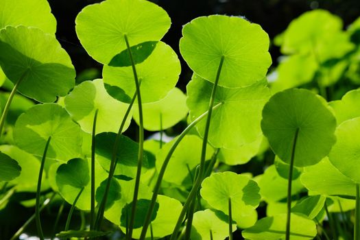 Water Pennywort plant growing in water