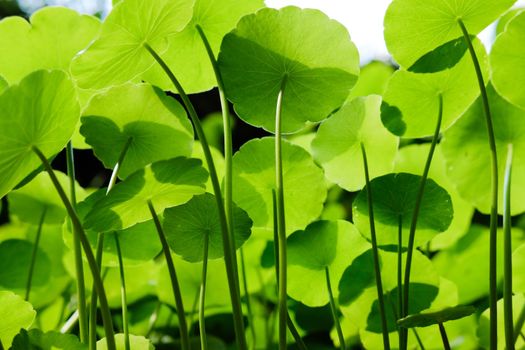 Water Pennywort plant growing in water