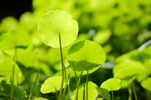 Water Pennywort plant growing in water