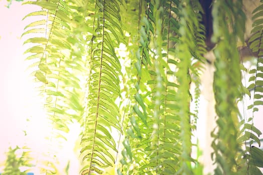 fern leaves plant decorating in garden
