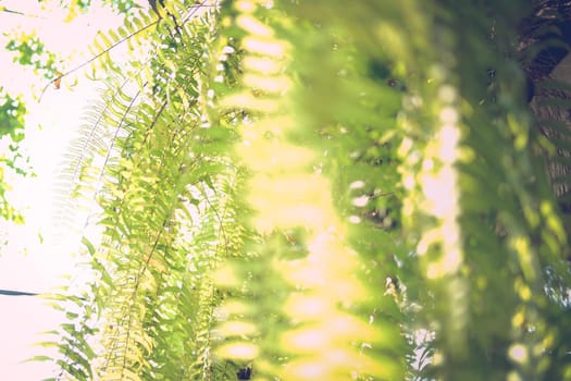 fern leaves plant decorating in garden