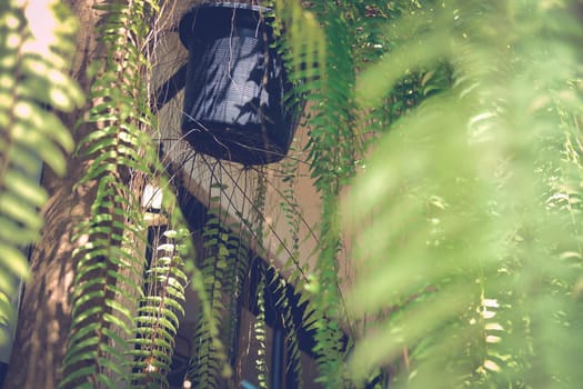 fern leaves plant decorating in garden