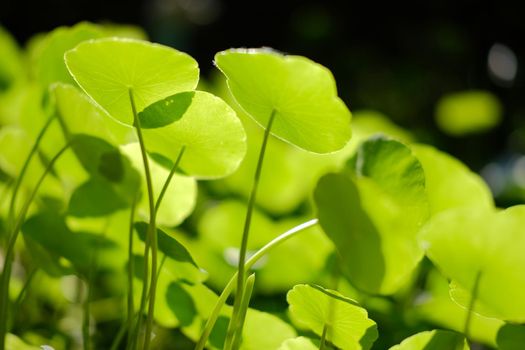 Water Pennywort plant growing in water