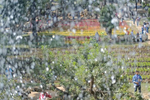 Chiang Mai, Thailand - December 5, 2020: tourist traveling in Dantewada which is the new flower park in Chiang Mai, Thailand on December 5, 2020.