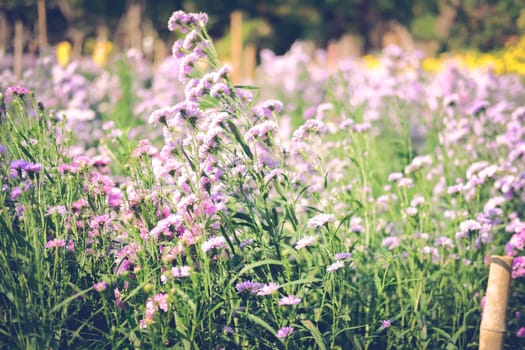 purple magaret flower in flora field