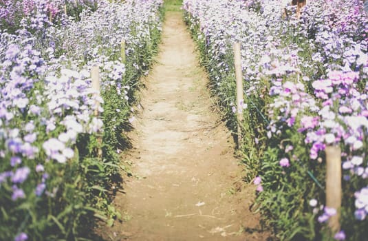 purple magaret flower in flora field