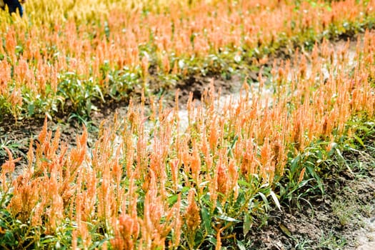 Celosia Plumed cockscomb flower in flora field