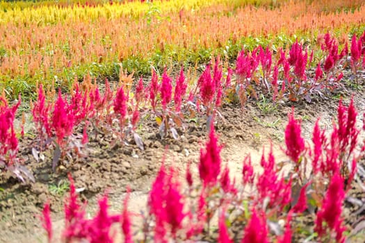 Celosia Plumed cockscomb flower in flora field