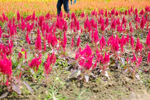 Celosia Plumed cockscomb flower in flora field