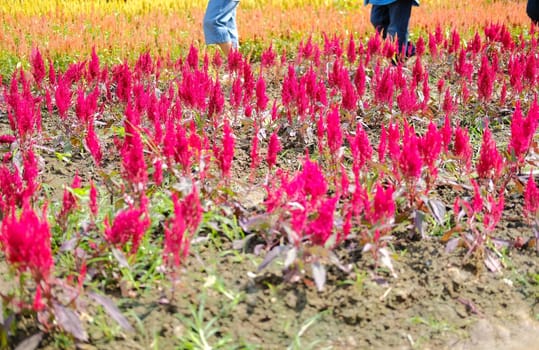 Celosia Plumed cockscomb flower in flora field