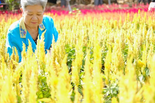 asian old elderly elder woman resting relaxing in flower garden. senior leisure lifestyle