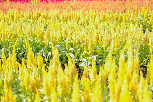 Celosia Plumed cockscomb flower in flora field