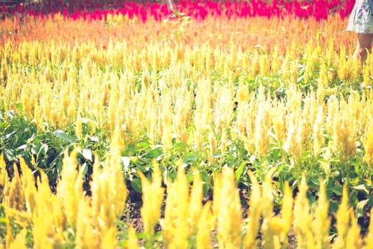 Celosia Plumed cockscomb flower in flora field