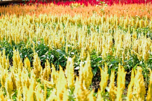 Celosia Plumed cockscomb flower in flora field