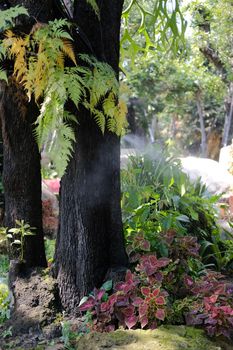 big tree trunk in flower garden park