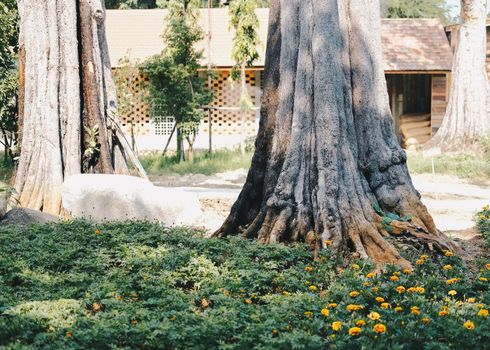 big tree trunk in flower garden park