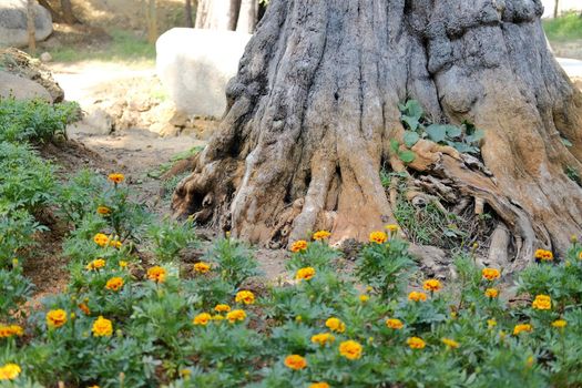 big tree trunk in flower garden park