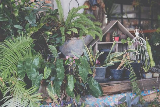 green leaves plant decorating at home