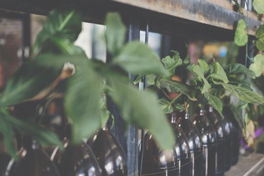 green leaves plant in glass bottle  decorating at home