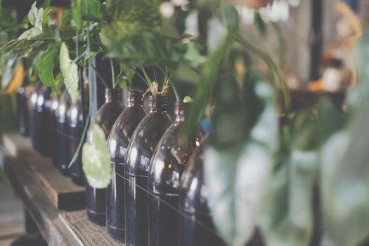 green leaves plant in glass bottle  decorating at home