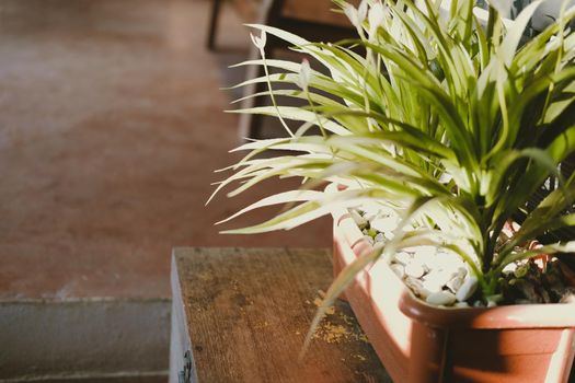 green plant leaves in pot decorating in living room