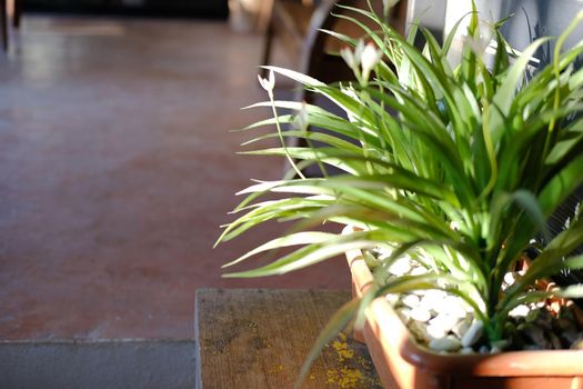 green plant leaves in pot decorating in living room