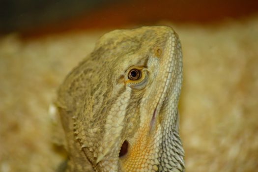 pogona or very docile bearded dragon in terrarium