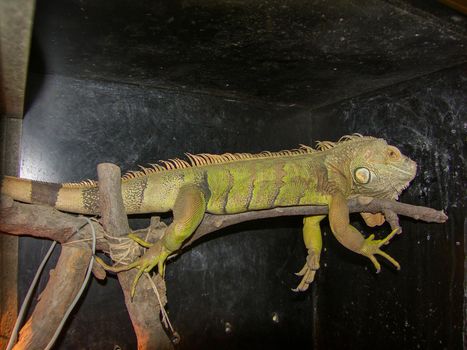 Breeding iguana in its case fixed on a branch