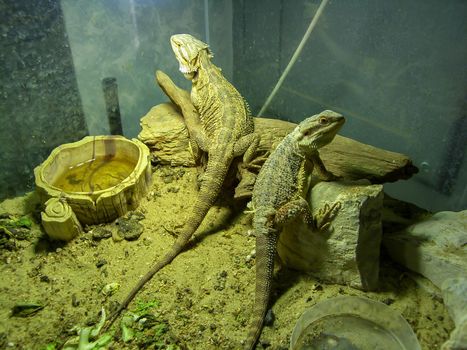pogona or very docile bearded dragon