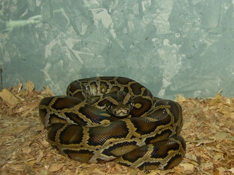 reptile python molurus of medium age breeding