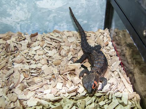 breeding small shinco crocodile in its display case