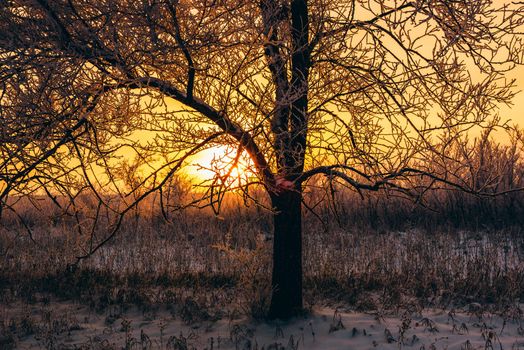 Winter sunset in forest. Tree back-lit with sunlight