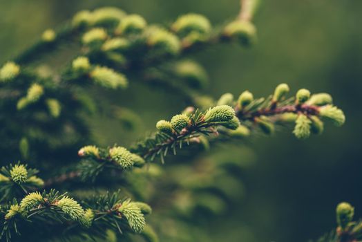 Close up of young twig of pine tree