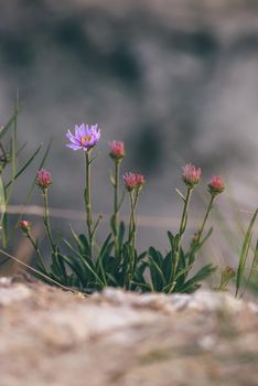 Purple wild flower on rock. Selective focus