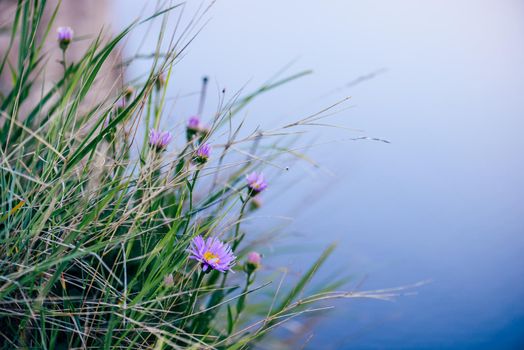 Wild flower on rock. Selective focus. Copy space